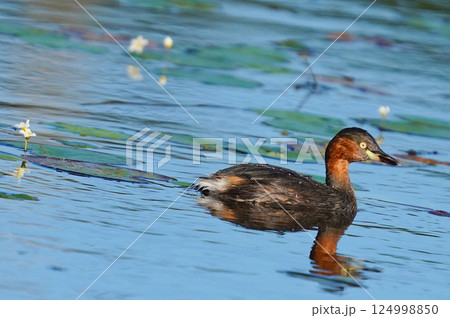 青い水面を泳ぐ水鳥① 124998850