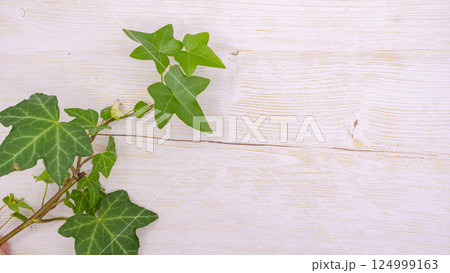 緑のアイビーとナチュラルな木目背景素材 124999163