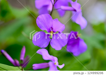 ムラサキハナナ 124999206