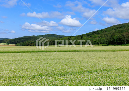 夏の北海道の幌加内の蕎麦畑と青い空 夏の北海道の幌加内の蕎麦畑と青い空 124999333
