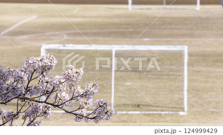 桜の花とグラウンドのサッカーゴール 124999429