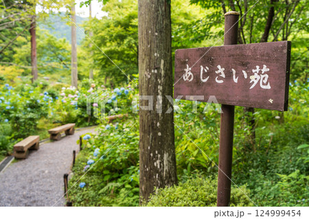 三千院 あじさい苑 カラフルな紫陽花 三千院 あじさい苑 カラフルな紫陽花 124999454