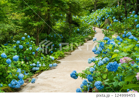 三千院 あじさい苑 カラフルな紫陽花 124999455