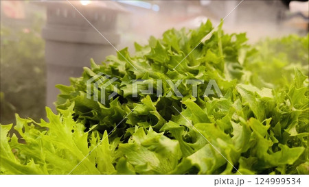 finely dispersed spraying of water vapor, preserves the freshness of the greenery. Fresh green lettuce leaves on the counter in the store. Greens on store shelves 124999534