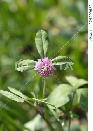 Red clover 124999620