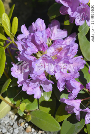 Catawba rhododendron Grandiflorum 124999630