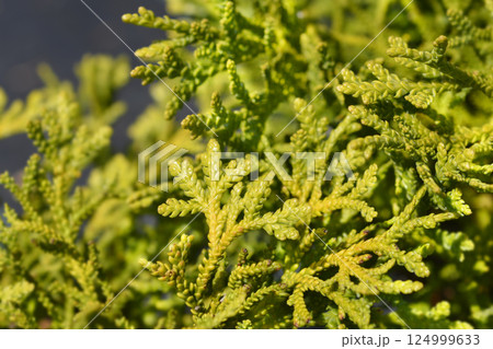 Dwarf Japanese thuja Dwarf Japanese thuja 124999633