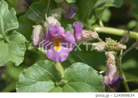 Sweet Unicorn Plant Sweet Unicorn Plant 124999634