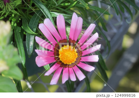 ピンク色の可愛い花 ピンク色の可愛い花 124999816