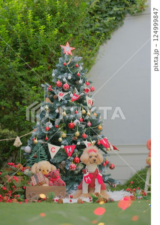 クリスマスを楽しむトイプードル クリスマスを楽しむトイプードル 124999847