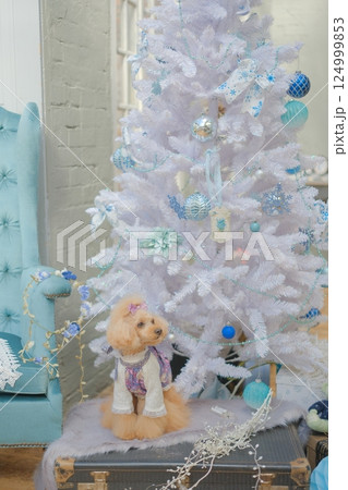 クリスマスを楽しむトイプードル クリスマスを楽しむトイプードル 124999853