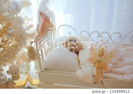 クリスマスを楽しむトイプードル 124999912