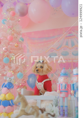 クリスマスを楽しむトイプードル 124999921