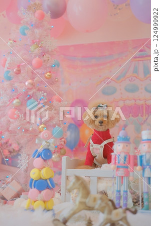 クリスマスを楽しむトイプードル クリスマスを楽しむトイプードル 124999922