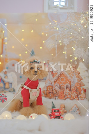 クリスマスを楽しむトイプードル 124999925