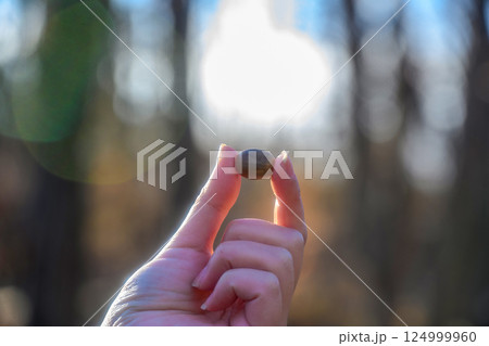 どんぐりを拾った手 どんぐりを拾った手 124999960