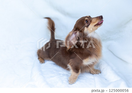 カニンヘンダックスフンド 成犬　チョコイエロー 125000056