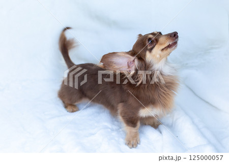カニンヘンダックスフンド 成犬 チョコイエロー カニンヘンダックスフンド 成犬 チョコイエロー 125000057