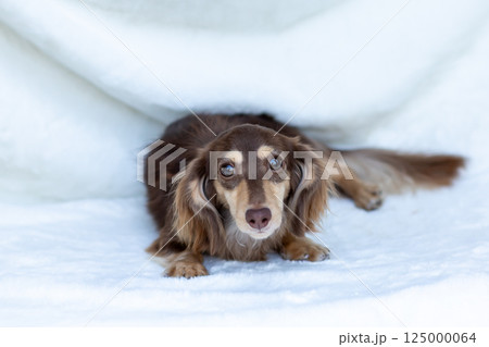 カニンヘンダックスフンド 成犬　チョコイエロー 125000064