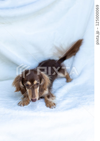 カニンヘンダックスフンド 成犬 チョコイエロー カニンヘンダックスフンド 成犬 チョコイエロー 125000069