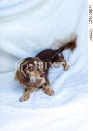 カニンヘンダックスフンド 成犬 チョコイエロー カニンヘンダックスフンド 成犬 チョコイエロー 125000074
