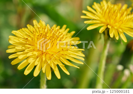 たんぽぽの花のクローズアップ・優しい春の風景 たんぽぽの花のクローズアップ・優しい春の風景 125000181