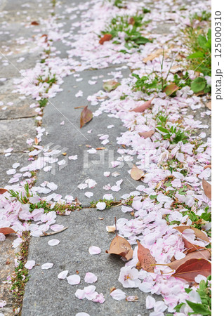 桜の花びらに彩られた春の地面の背景素材_縦画像 桜の花びらに彩られた春の地面の背景素材_縦画像 125000310