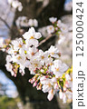 晴れの日の桜 125000424