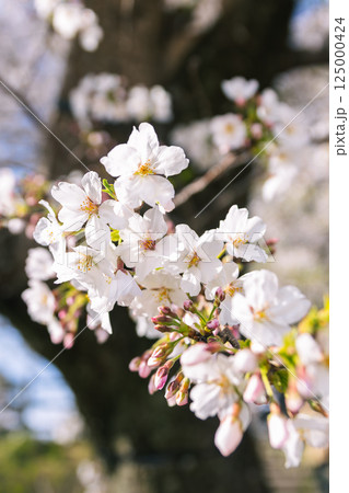 晴れの日の桜 晴れの日の桜 125000424