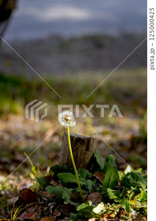 綿毛のたんぽぽ 125000425