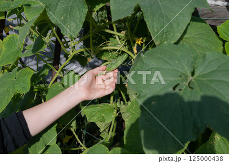 Female farm worker gathering crop of organic cucumbers in hothouse 125000438