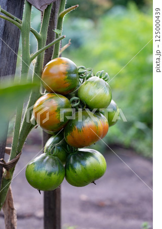 Cluster of Unripe Tomatoes Hanging from a Plant in a Garden on a Bright Morning 125000439