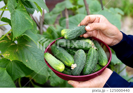 Freshly harvested cucumbers in a bowl being held by a gardener in a home garden during summer 125000440
