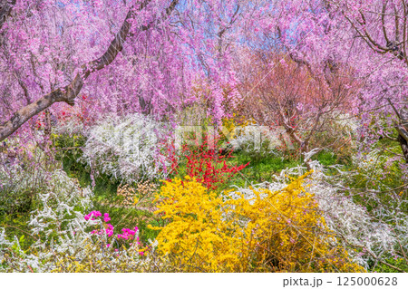 京都　原谷苑の桜 125000628