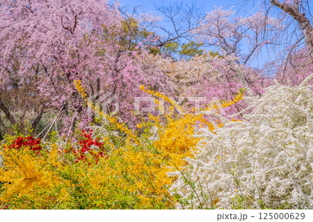 京都　原谷苑の桜 125000629