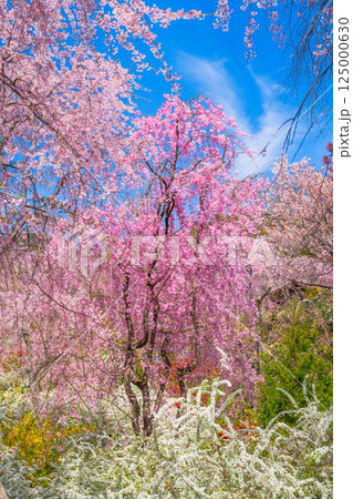 京都　原谷苑の桜 125000630
