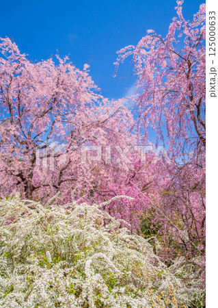 京都　原谷苑の桜 125000633