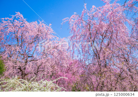 京都　原谷苑の桜 125000634