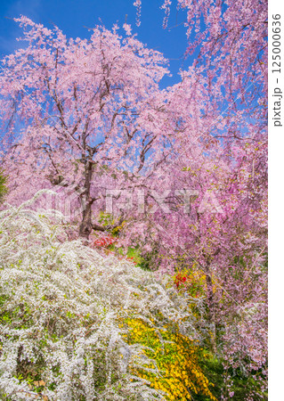 京都　原谷苑の桜 125000636