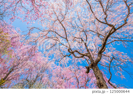 京都　原谷苑の桜 125000644