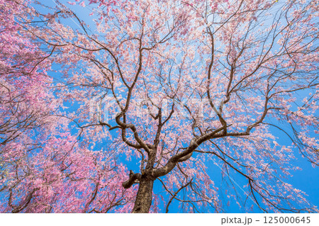 京都　原谷苑の桜 125000645