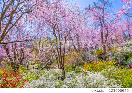京都 原谷苑の桜 京都 原谷苑の桜 125000646
