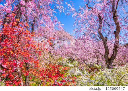 京都 原谷苑の桜 京都 原谷苑の桜 125000647