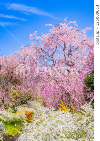 京都　原谷苑の桜 125000653