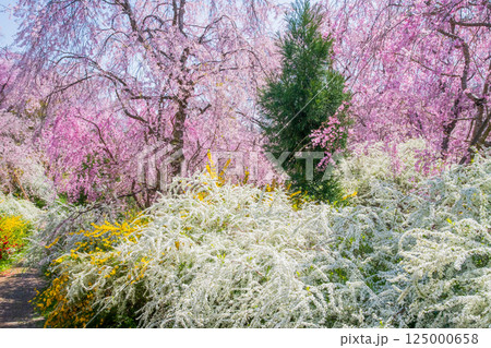 京都 原谷苑の桜 京都 原谷苑の桜 125000658