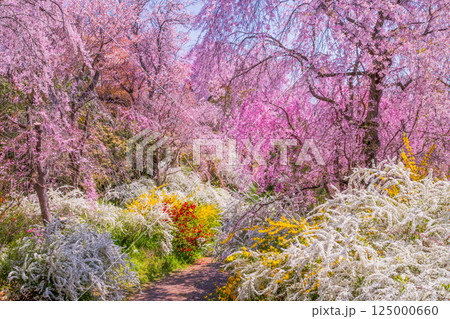 京都 原谷苑の桜 京都 原谷苑の桜 125000660