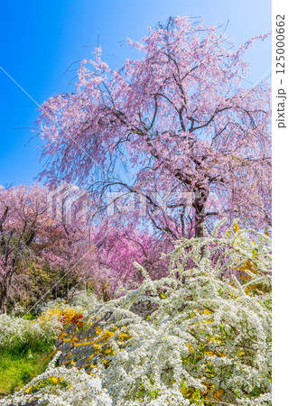 京都 原谷苑の桜 京都 原谷苑の桜 125000662