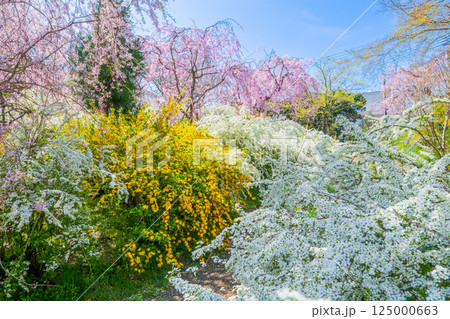 京都　原谷苑の桜 125000663