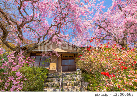 京都　原谷苑の桜 125000665
