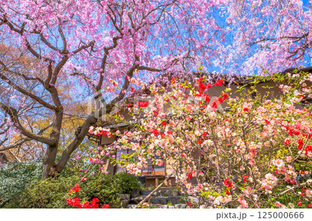 京都　原谷苑の桜 125000666